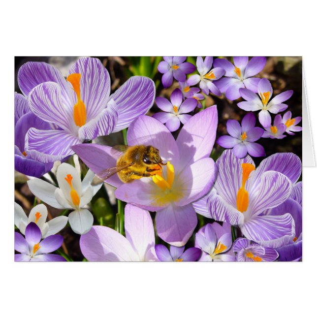 THE CROCUS TASTER ~ Card (Front Horizontal)