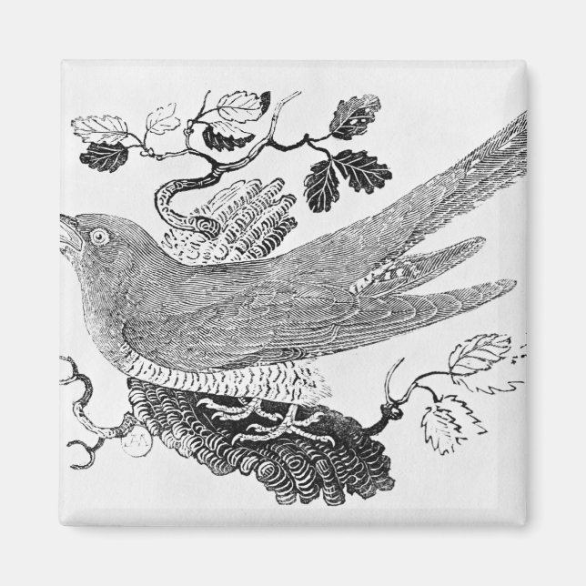 The Cuckoo Magnet (Front)