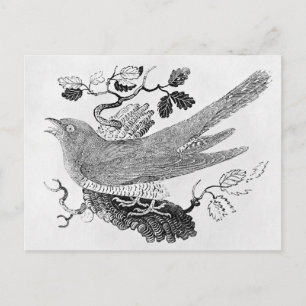 The Cuckoo Postcard