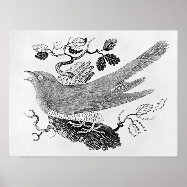 The Cuckoo Poster (Front)