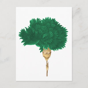 The Cult of Wilde Postcard