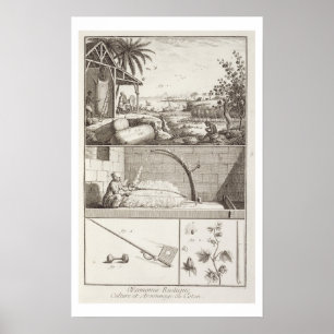 The cultivation of cotton, from the poster