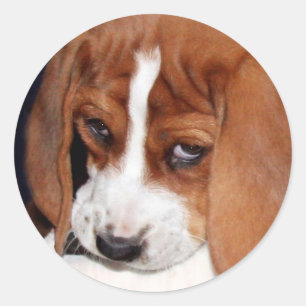 The Cutest Beagle Sticker