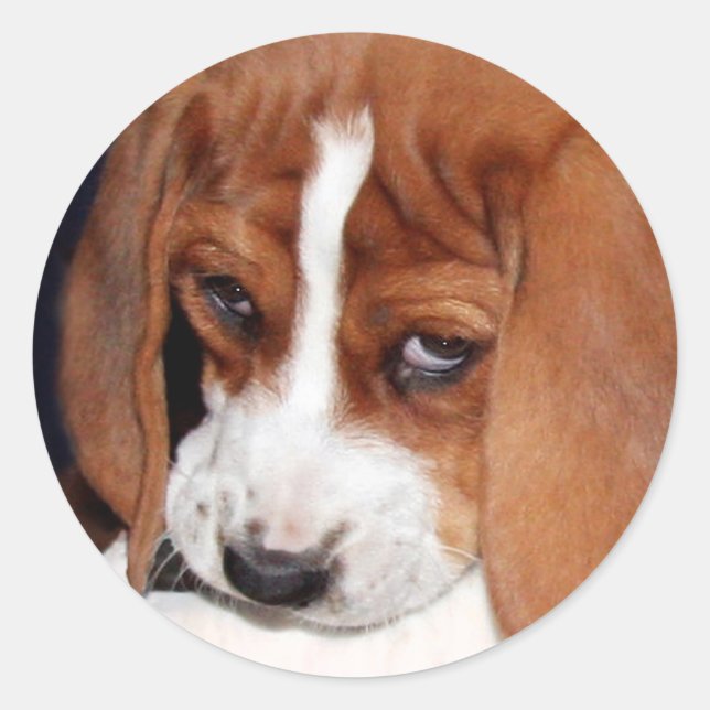 The Cutest Beagle Sticker (Front)