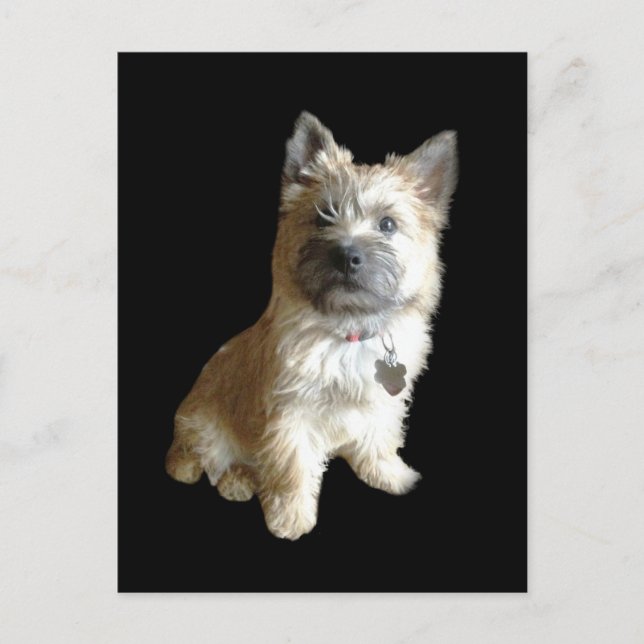 The Cutest Cairn Terrier Ever!  Cuter than Toto! Postcard (Front)