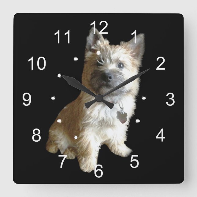 The Cutest Cairn Terrier Ever!  Cuter than Toto! Square Wall Clock (Front)