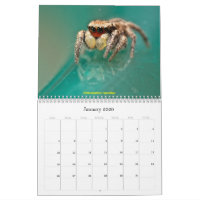 The Cutest Jumping Spiders