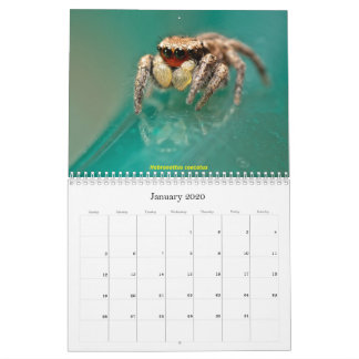The Cutest Jumping Spiders Calendar