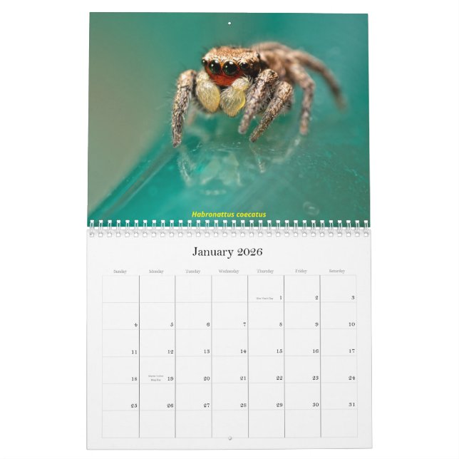 The Cutest Jumping Spiders Calendar (Jan 2026)