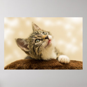 The Cutest Kitten Ever Poster
