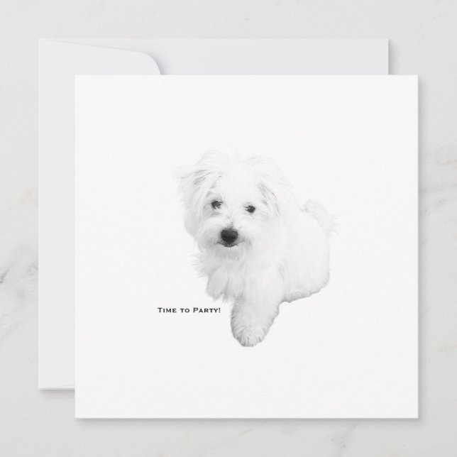 The Cutest Maltese Dog Ever Party Invitation (Front)