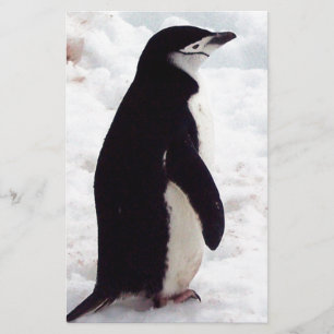 The Cutest Penguin, Ever