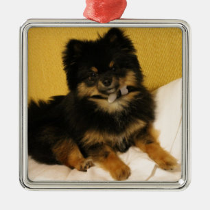 The cutest Pomeranian Metal Ornament