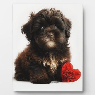 The Cutest Valentine, Chocolate Havanese Puppy  Plaque