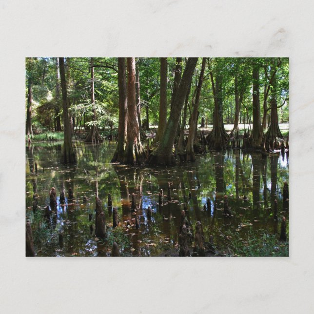 The Cypress Trees 2 Postcard (Front)