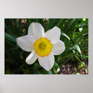 The Daffodil Poster