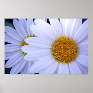 The Daisies - 20x30 Poster