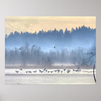 The dance of the ducks1 poster