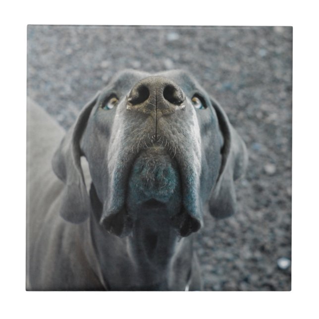 The Dane Nose Tile (Front)