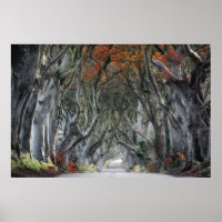 THE DARK HEDGES, BALLYMONEY, IRELAND