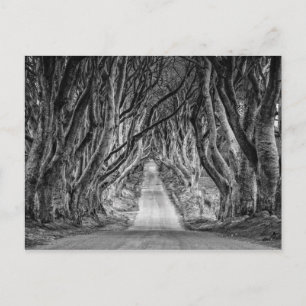 THE DARK HEDGES, CO. ANTRIM, NORTHERN IRELAND POSTCARD