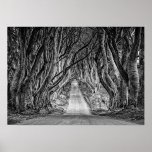THE DARK HEDGES, CO. ANTRIM, NORTHERN IRELAND POSTER