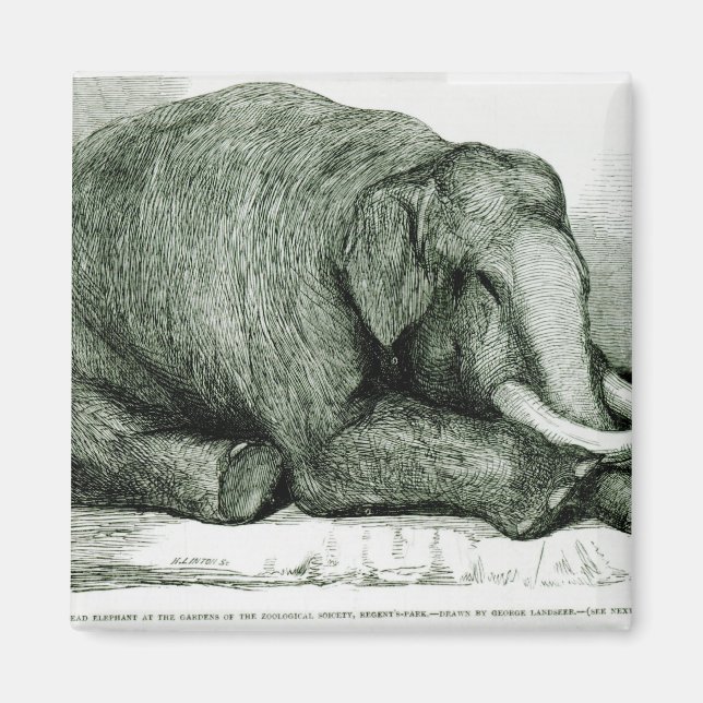 The Dead Elephant Magnet (Front)