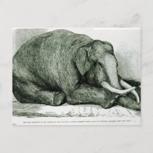 The Dead Elephant Postcard