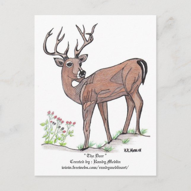 " The Deer " Postcard (Front)