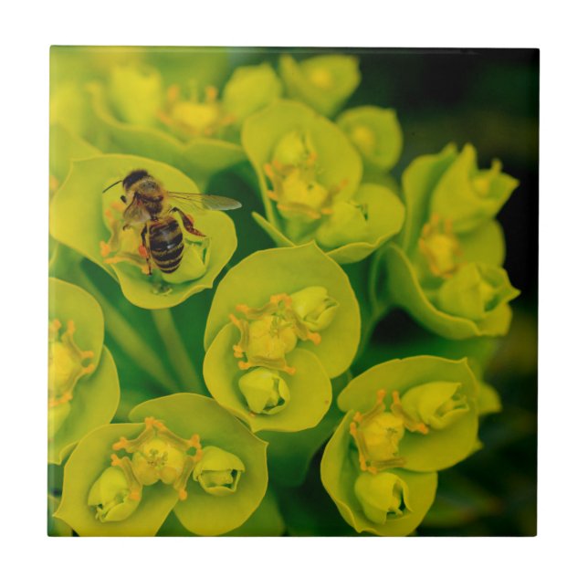 The Desert Gopher Plant Tile (Front)