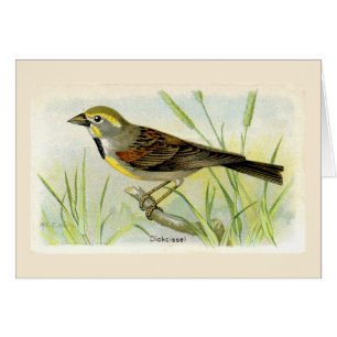 The Dicki Bird Thank You Card