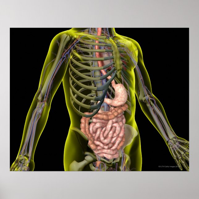 The Digestive System Poster (Front)