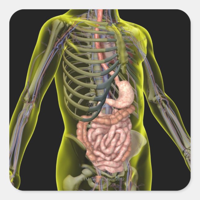 The Digestive System Square Sticker (Front)