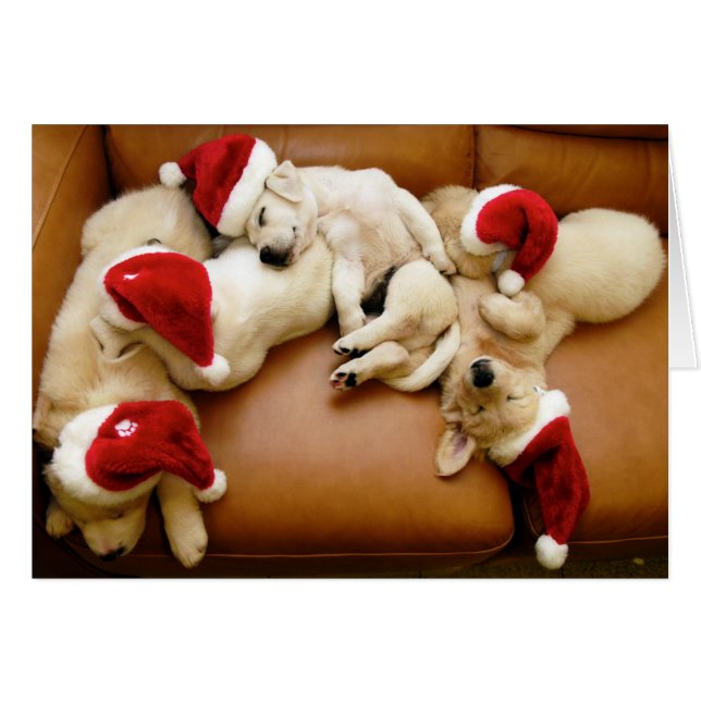 The dog days of Christmas (Front Horizontal)