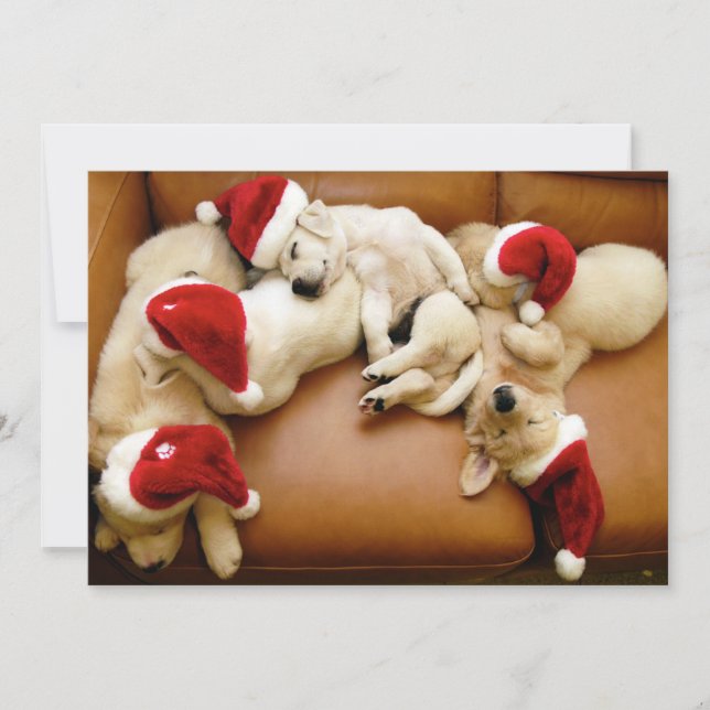 The dog days of Christmas Holiday Card (Front)