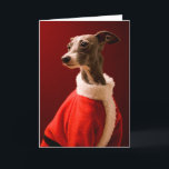 The dog wears Father Christmas's clothes Holiday Card<br><div class="desc">Italian greyhound</div>