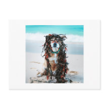 The dog with Seaweed in her hair