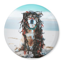 The dog with seaweed in her hair. Staffy on beach