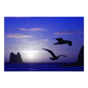 "the double bird blues" photo print