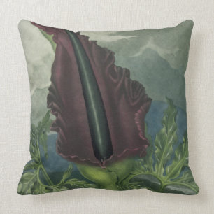 The Dragon Arum, engraved by Ward, from 'The Templ Cushion