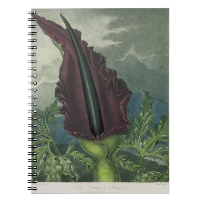 The Dragon Arum, engraved by Ward, from 'The Templ Notebook (Front)