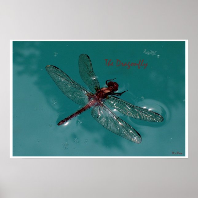 The Dragonfly Poster (Front)