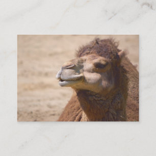 The dromedary camel - Business Card