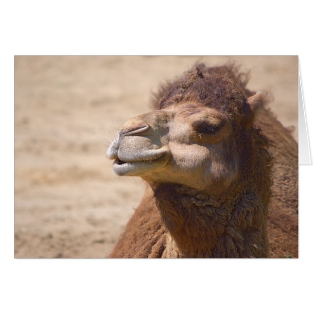 The dromedary camel - Card (Front Horizontal)