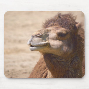 The dromedary camel - Mousepad