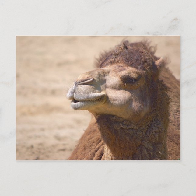The dromedary camel - Postcard (Front)