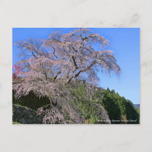 The droop cherry blossom：Matabei Zakura [Postcard] Postcard