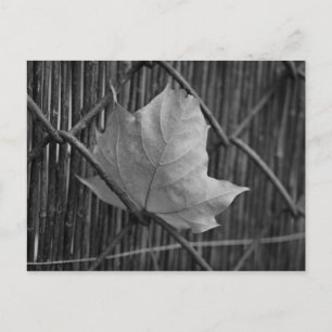 The Dry Maple Leaf - Postcard