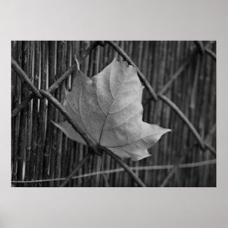 The Dry Maple Leaf - Poster