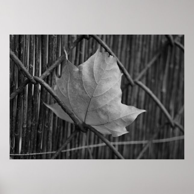 The Dry Maple Leaf - Poster (Front)